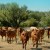 casey-heifers-bg