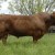 Casey Beefmaster Herd Sire 6-29