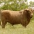 Casey Beefmaster Herd Sire 5-56