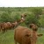 Casey Beefmaster Cattle