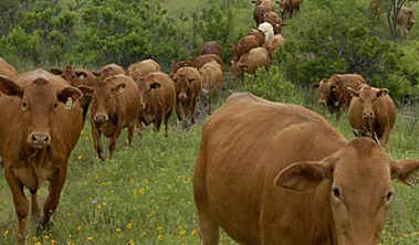 Cattle Crossing Creek