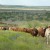 Casey Beefmaster Cattle Line