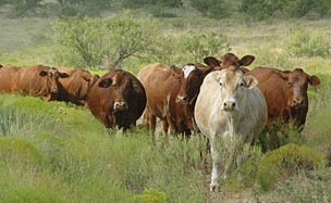 Close Up cattle in line